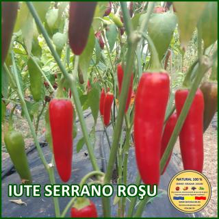 Seminte de ardei Iute Serrano Rosu