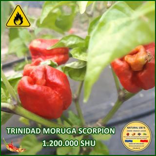 Seminte de ardei Iute Trinidad Moruga Scorpion