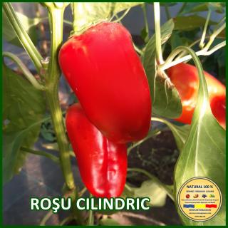 Seminte de ardei Rosu Cilindric