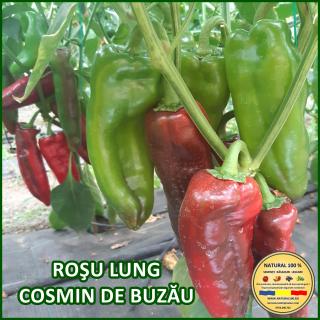 Seminte de ardei Rosu Lung Cosmin de Buzau