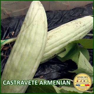 Seminte de castravete Armenian