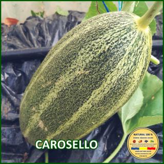 Seminte de castraveti Carosello