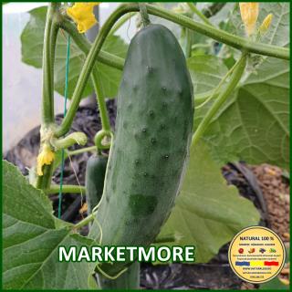 Seminte de castraveti Marketmore