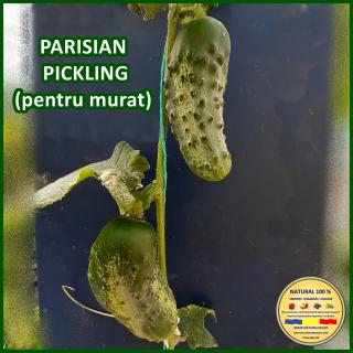 Seminte de castraveti Parisian Pickling
