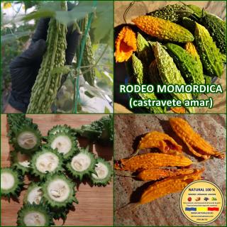 Seminte de castraveti Rodeo Momordica (Amar)