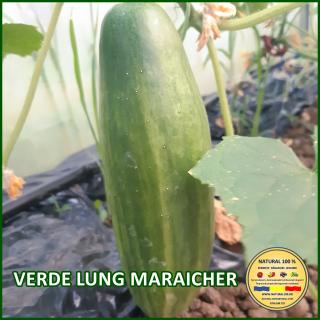 Seminte de castraveti Verde Lung Maraicher