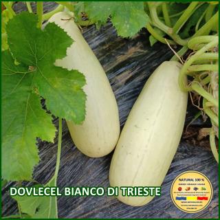 Seminte de dovlecel Bianco Di Trieste