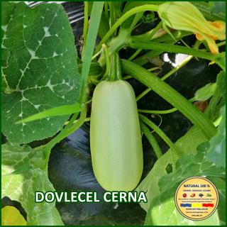 Seminte de dovlecel Cerna