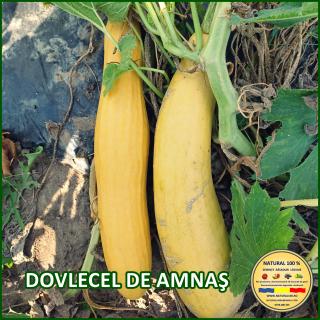 Seminte de dovlecel de Amnas