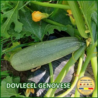 Seminte de dovlecel Genovese