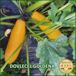 Seminte de dovlecel Goldena
