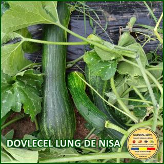 Seminte de dovlecel Lung de Nisa