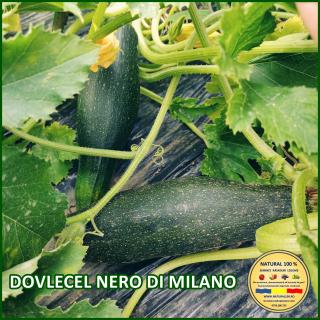 Seminte de dovlecel Nero Di Milano