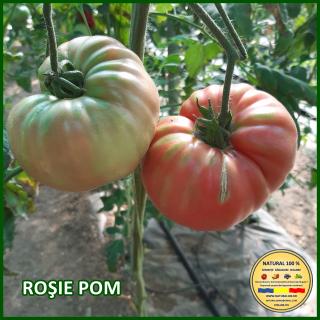 Seminte de Rosie Pom