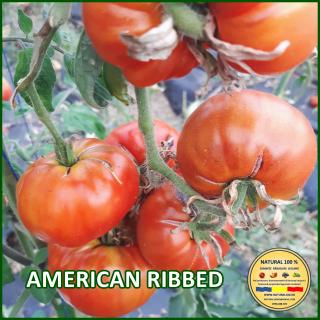 Seminte de rosii American Ribbed
