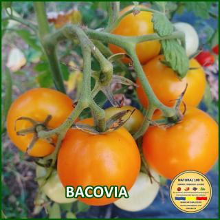Seminte de rosii Bacovia