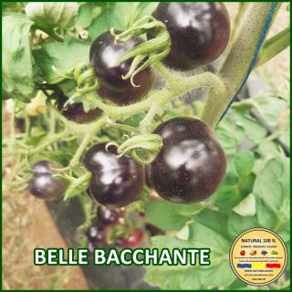 Seminte de rosii Belle Bacchante