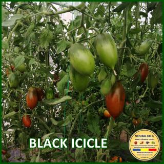 Seminte de rosii Black Icicle