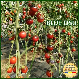 Seminte de rosii Blue Osu