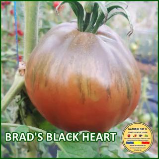 Seminte de rosii Brad S Black Heart