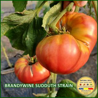 Seminte de rosii Brandywine Sudduth Strain