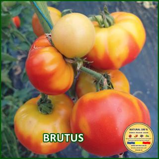 Seminte de rosii Brutus