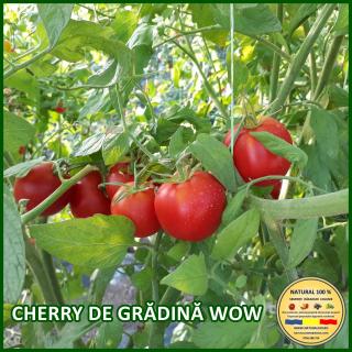 Seminte de rosii Cherry de Gradina Wow