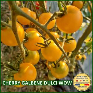 Seminte de rosii Cherry Galbene Dulci Wow