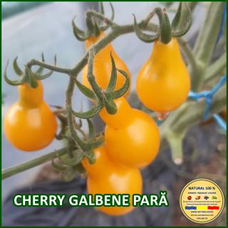 Seminte de rosii Cherry Galbene Para