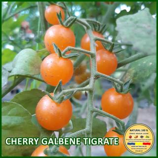 Seminte de rosii Cherry Galbene Tigrate