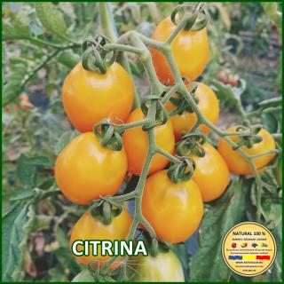 Seminte de rosii Citrina