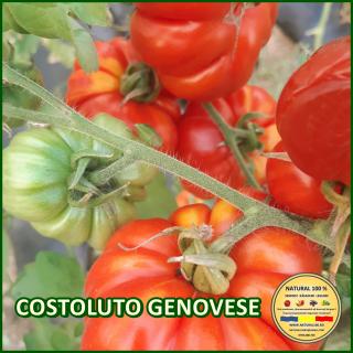 Seminte de rosii Costoluto Genovese