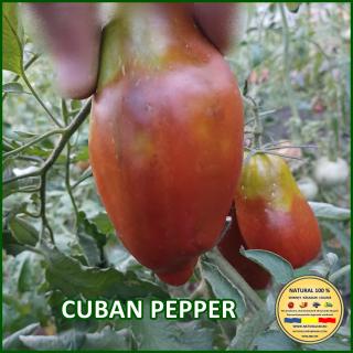 Seminte de rosii Cuban Pepper