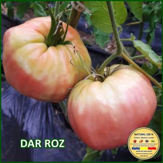 Seminte de rosii Dar Roz (Rozov Dar)