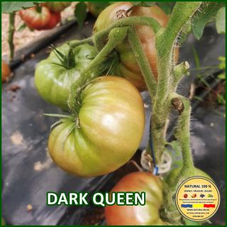 Seminte de rosii Dark Queen