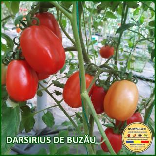 Seminte de rosii Darsirius de Buzau
