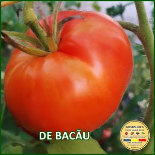 Seminte de rosii de Bacau