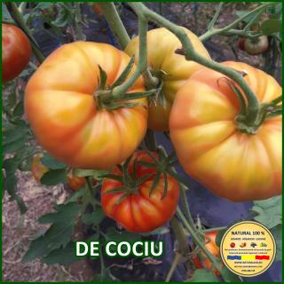 Seminte de rosii de Cociu