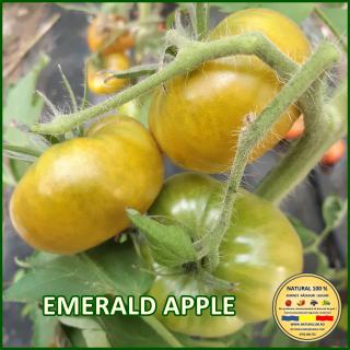 Seminte de rosii Emerald Apple