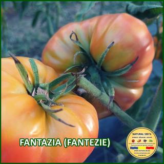 Seminte de rosii Fantazia (Fantezie)
