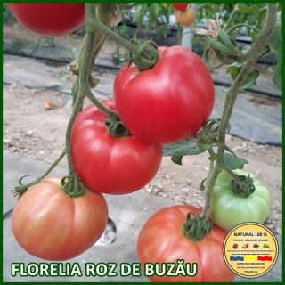 Seminte de rosii Florelia Roz de Buzau