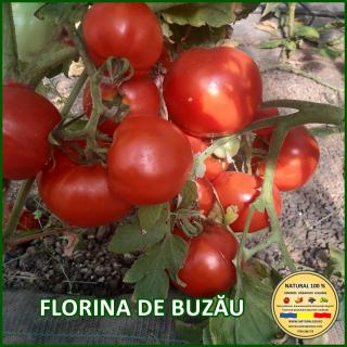 Seminte de rosii Florina de Buzau