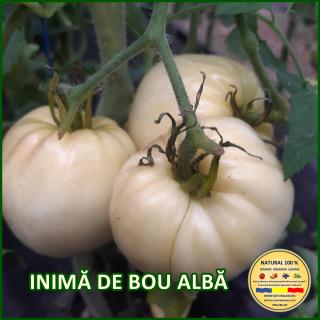 Seminte de rosii Inima de Bou Alba