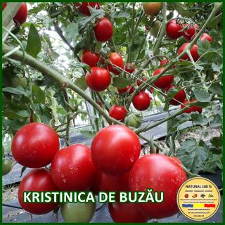 Seminte de rosii Kristinica de Buzau