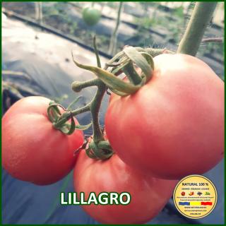 Seminte de rosii Lillagro