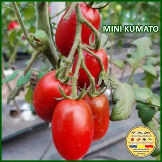 Seminte de rosii Mini Kumato