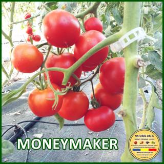 Seminte de rosii Moneymaker