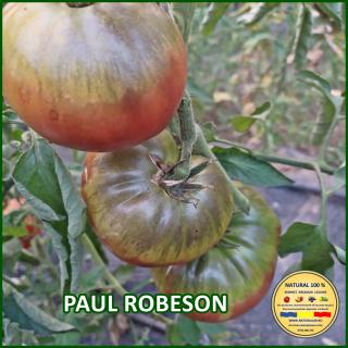 Seminte de rosii Paul Robeson