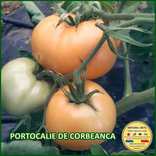 Seminte de rosii Portocalie de Corbeanca
