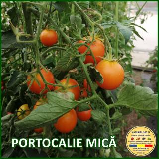 Seminte de rosii Portocalie Mica